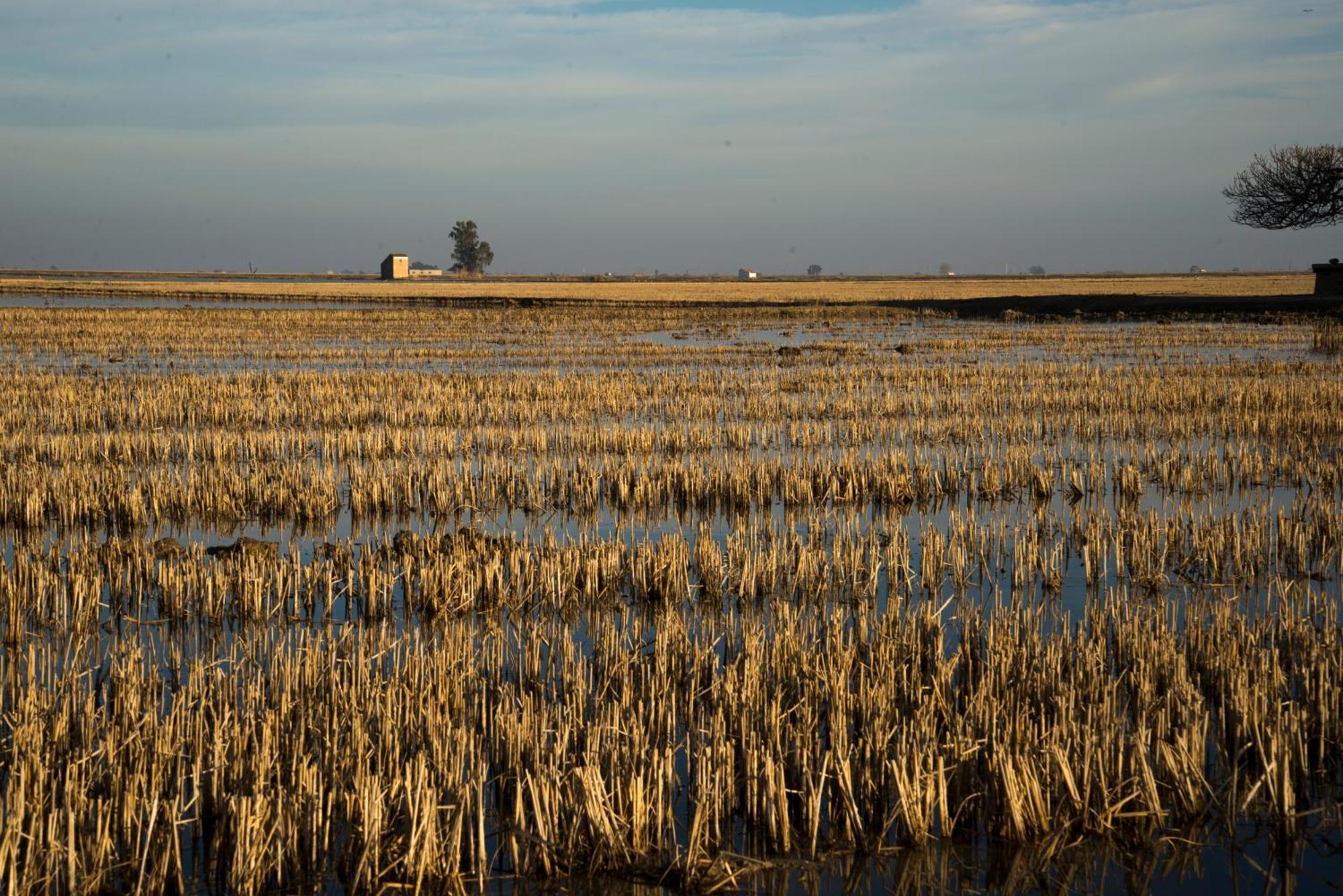Mas Illa De Riu - Autentica Masia Del Delta Del Ebro Con Capacidad Para 20 Personas - Deltavacaciones Sant Jaume d'Enveja Extérieur photo